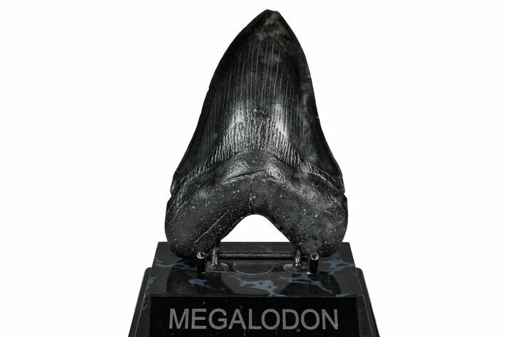 Fossil Megalodon Tooth - South Carolina #340284